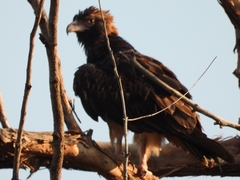 Hamirostra melanosternon