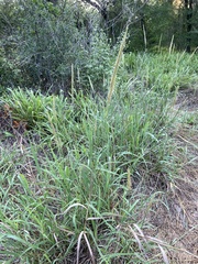 Bothriochloa longipaniculata