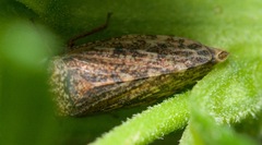 Aphrodes makarovi