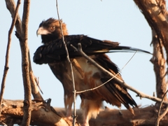 Hamirostra melanosternon