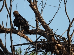 Hamirostra melanosternon