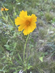 Coreopsis