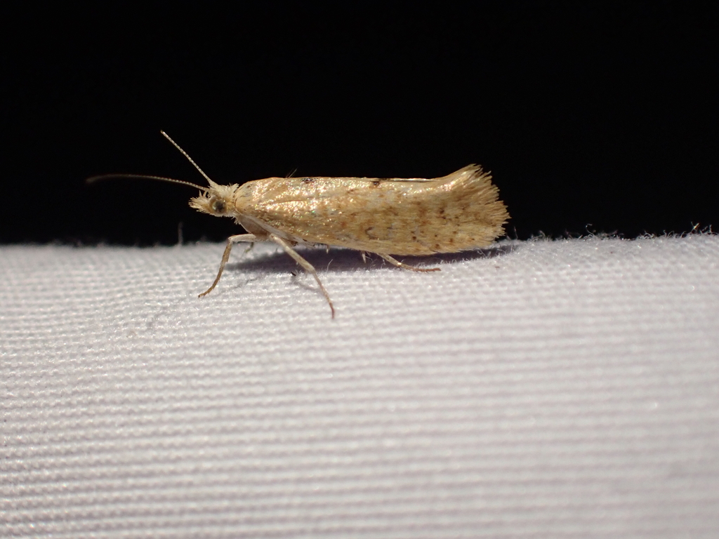 Ypsolopha cervella
