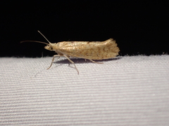 Ypsolopha cervella