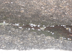 Semibalanus balanoides