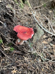 Russula rhodocephala