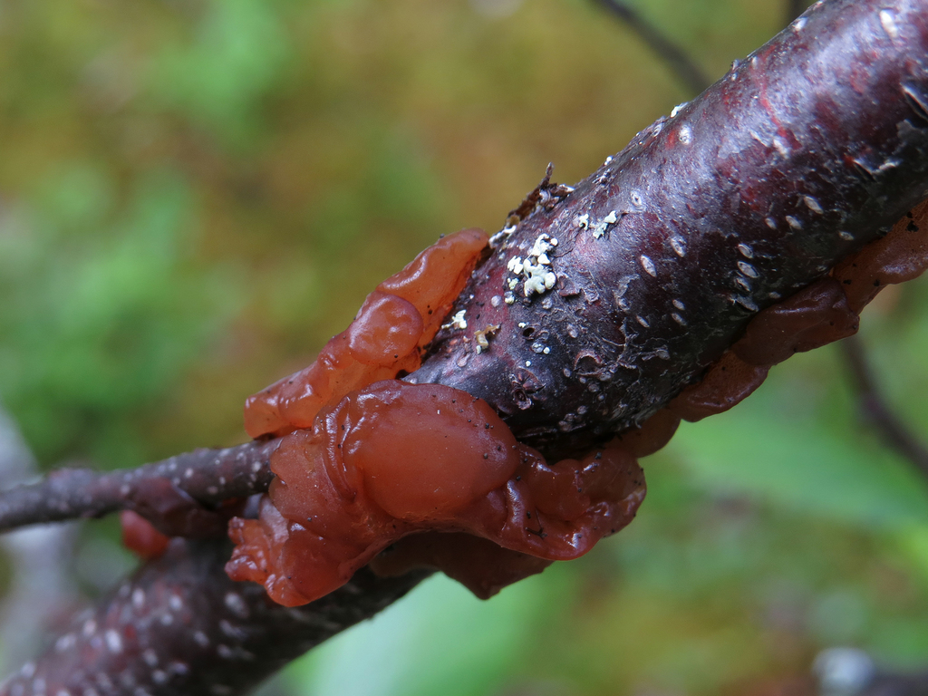 birch jelly