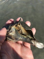 Clibanarius vittatus