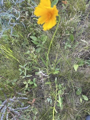 Coreopsis