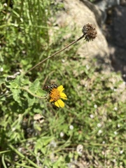 Acmaeodera disjuncta