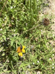 Acmaeodera disjuncta