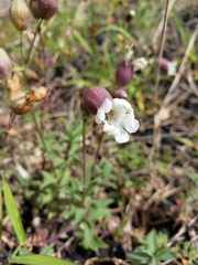 Silene uniflora uniflora