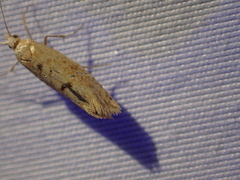 Ypsolopha cervella
