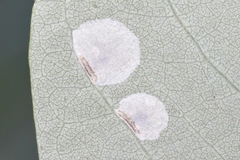 Macrosaccus neomexicanus