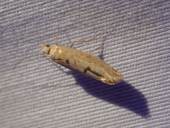 Ypsolopha cervella