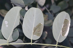 Macrosaccus neomexicanus