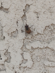 Copestylum haagii
