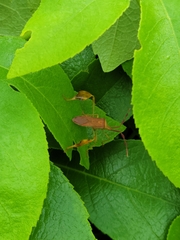 Chondrocera laticornis