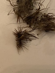 Cenchrus longispinus