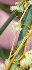 Cuscuta campestris
