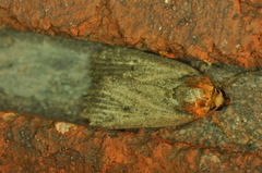 Amphipyra tragopoginis