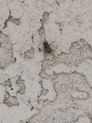 Copestylum haagii
