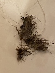 Cenchrus longispinus