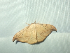 Drepana arcuata