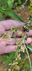 Cuscuta campestris
