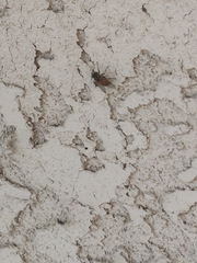 Copestylum haagii