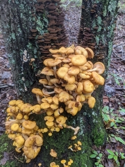 Desarmillaria tabescens