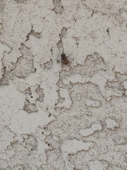 Copestylum haagii