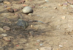 Aspidoscelis hyperythrus