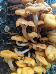 Desarmillaria tabescens