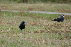 Corvus monedula