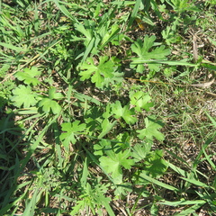 Callirhoe involucrata