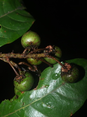 Byrsonima arthropoda