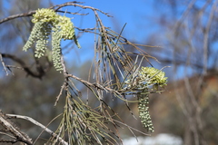 Hakea lorea lorea
