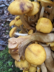 Desarmillaria tabescens