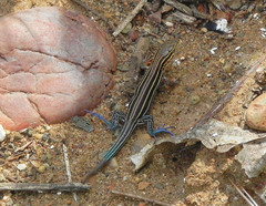 Aspidoscelis hyperythrus