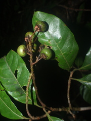 Byrsonima arthropoda