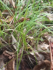 Carex pensylvanica