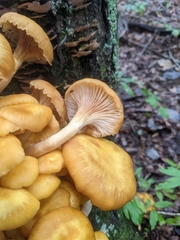 Desarmillaria tabescens