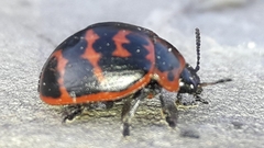 Platyphora congregata