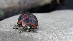 Platyphora congregata
