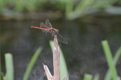 Sympetrum striolatum