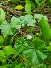 Malva neglecta