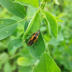 Chauliognathus limbicollis