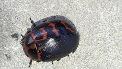 Platyphora congregata