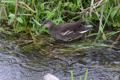 Gallinula chloropus